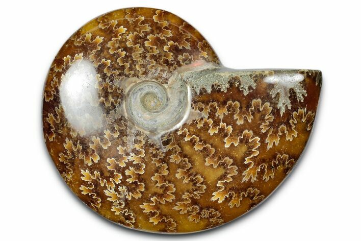 Polished Ammonite (Cleoniceras) Fossil - Madagascar #344315